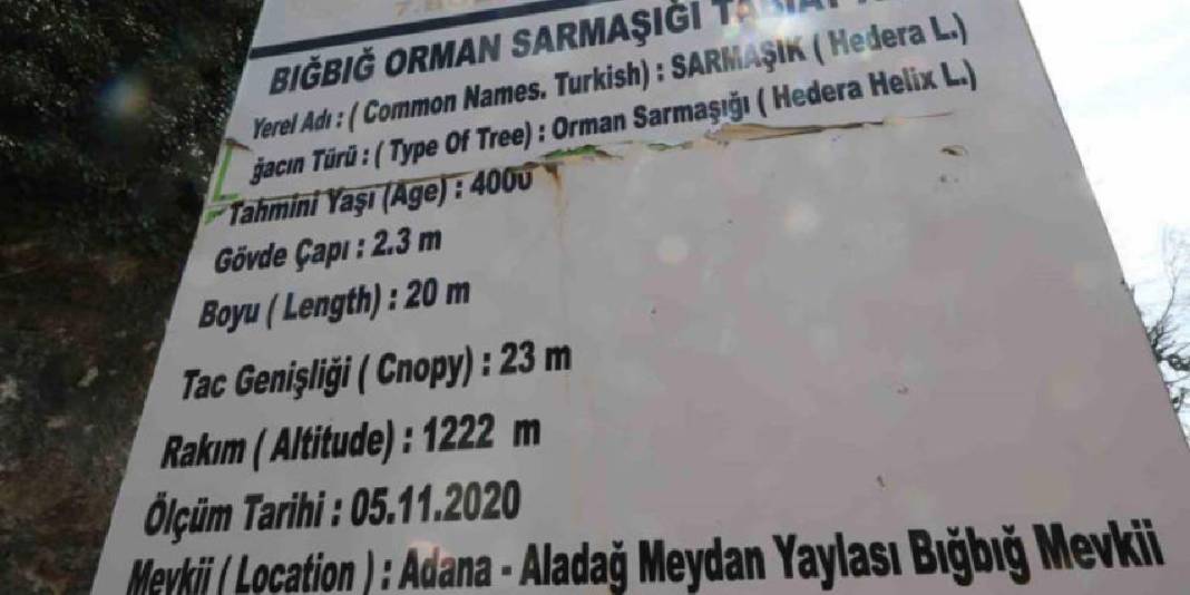 4.000 yıldır zamana direniyor: Türkiye’nin en yaşlı ikinci canlısı koruma altında hayata tutunuyor 5